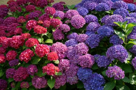 花, 绣球花, 太阳, 夏季, 自然, 紫色, 蓝色