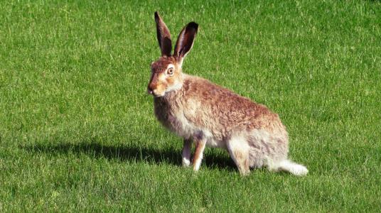 兔子, 野兔, 小兔子, 动物, 哺乳动物, 棕色, 可爱