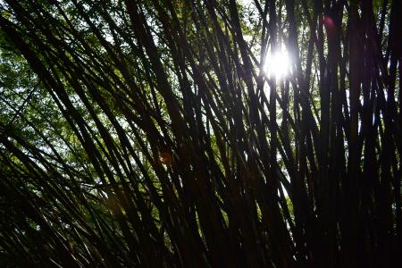 太阳的光, 竹, 竹树, 树木, 自然, 花园, 植物园