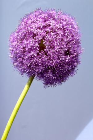 葱属, 紫色, 球, 花, 关闭, 开花, 绽放