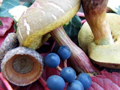蘑菇, 浆果, 秋天, 森林, 蓝色, 金, 10 月