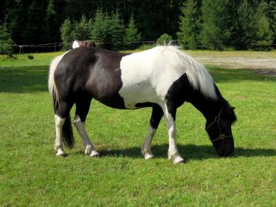 小马, 马, 动物, 黑色和白色