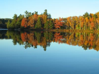 湖, 秋天, 颜色, 反思, 秋天, 叶子, 森林