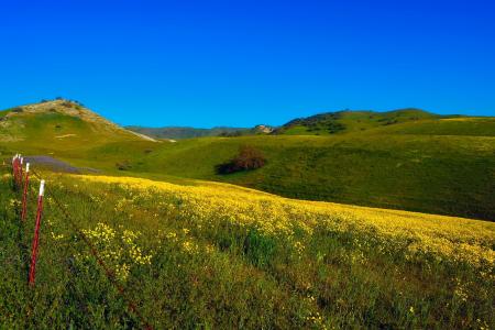 加利福尼亚州, 景观, 风景名胜, 花, 植物, 野花, 栅栏