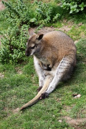 小袋鼠, 袋鼠, 动物, 自然, 澳大利亚, 哺乳动物, 野生动物