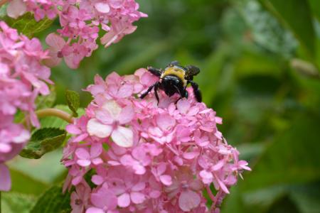 蜜蜂, 花, 自然, 昆虫, 花园, 花粉, 春天