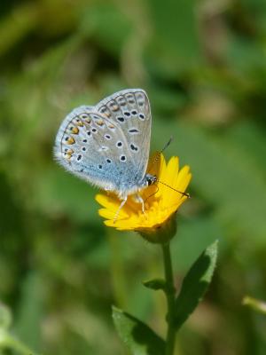 polyommatus 伊卡洛斯, 蓝色的蝴蝶, blaueta, 蝴蝶, 详细, 美, 蒲公英