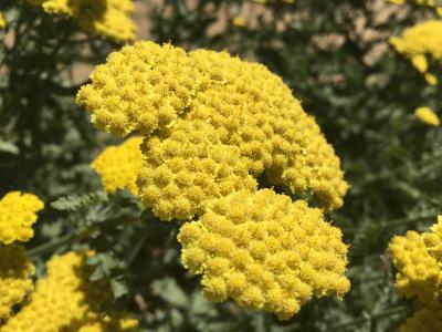 花粉, 花, 夏季, 黄色, 自然