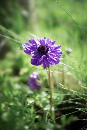 银莲花, 花, 紫色, 紫罗兰色, 紫色的小花, 花卉园, 花园