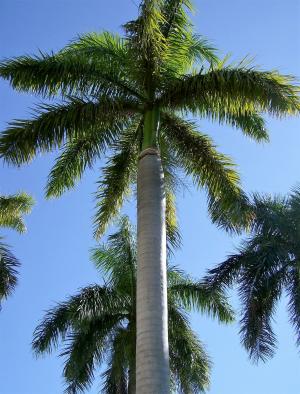 棕榈树, 树, 热带