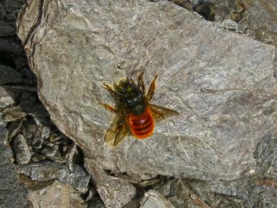 橙色蜂, 黄蜂, 蜜蜂, 岩石