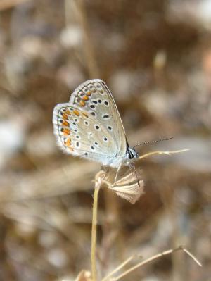 polyommatus 伊卡洛斯, 蓝色 maiposa, blaveta 公社, 美, 昆虫, 自然, 蝴蝶-昆虫
