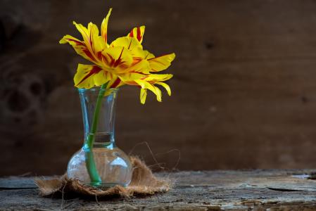 郁金香, 花, 开花, 绽放, 黄色红色, 花瓶, 玻璃