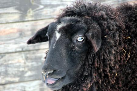 羊, 黑色, 羊毛, 动物, 动物, 自然, 羊的脸