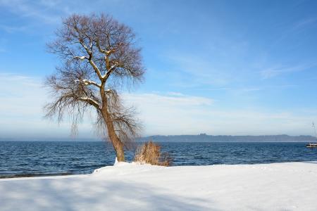 冬天, 雪, 湖, 水域, 树, 分支机构, 单独地