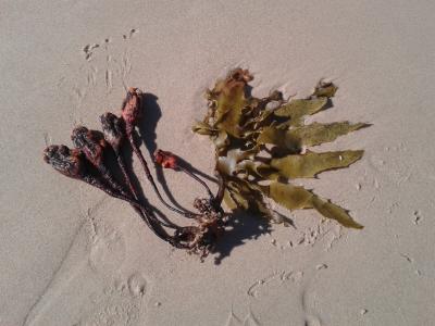 海藻, 沙子, 种子