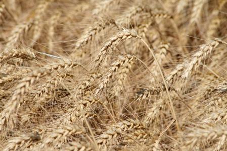 播种, 收获, 小麦, 玉米田, 麦田, 粮食