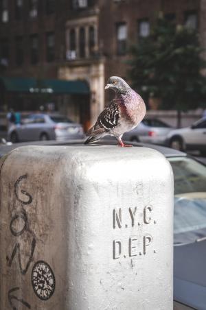 鸽子, 鸟, 寻找, 羽毛, 纽约, 纽约城, 野生动物
