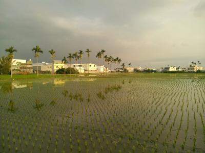 稻田, 景观, 槟榔儿茶树, 天空, 农业, 自然, 农场