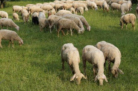 羊, 三, 动物, 自然, 羊毛, 伯利