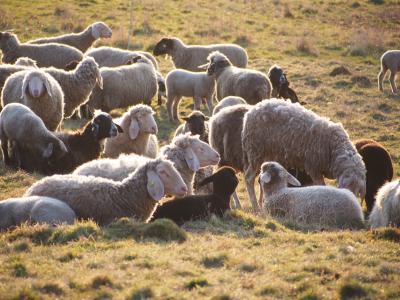 羊, 羊群, 动物, 群羊, 牧场, 羊毛, 舍费尔