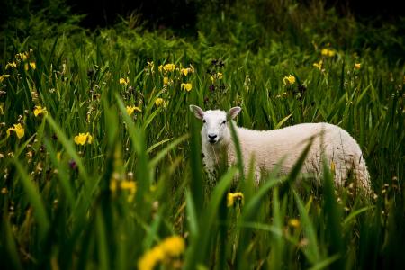 爱尔兰语, 羔羊, 景观