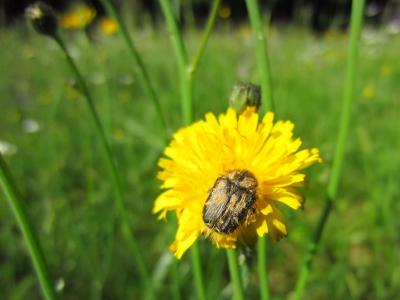 花粉, 甲虫, 昆虫, 黄色的花, 开花, 绽放, 自然