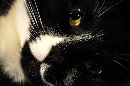 猫, 黑色, 白色, 动物, 宠物, 可爱, 眼睛