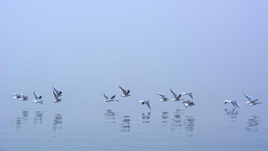 雾, 海鸥, 镜像, 飞行, 水, 鸟, 自然