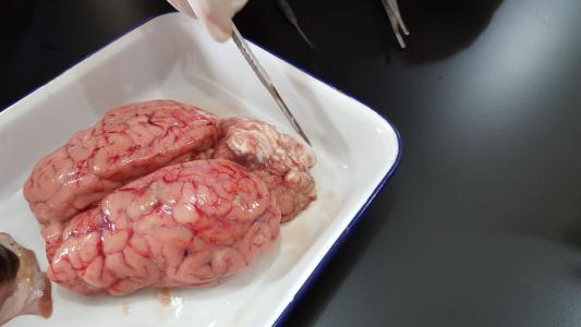 脑, 器官, 实验, 实验室
