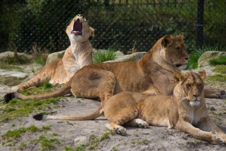 狮子, 动物园, 猫, 危险, 狮子的女性, 母狮