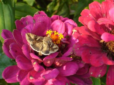 蜂鸟鹰蛾, 蝴蝶, 花, 夏季, 自然, 昆虫