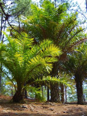 棕榈树, 森林, 洪都拉斯, 山谷 deangeles