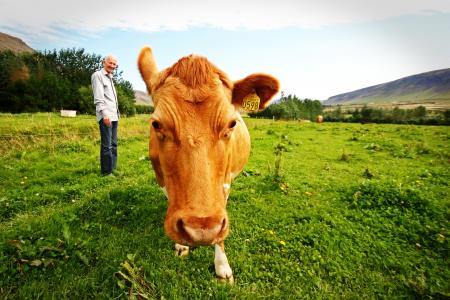 农民, 母牛, 冰岛, 动物