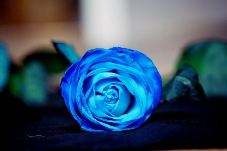 上升, 蓝色, 花, 蓝色的花, 花瓣, 玫瑰-花, 花束