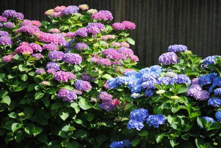 霍滕西亚, 花, 紫色, 蓝色, 自然, 花, 植物