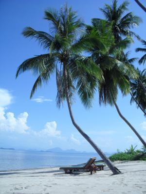 海滩, 海, 假期, 棕榈, 沙子, 太阳, 躺椅