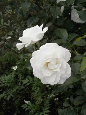上升, 白色的花, 玫瑰花园