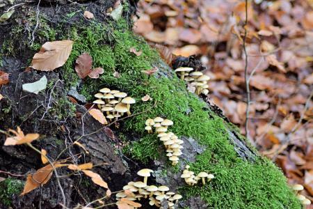 秋天的落叶, 蘑菇, 有毒, 10 月, 落叶林, 自然, 森林