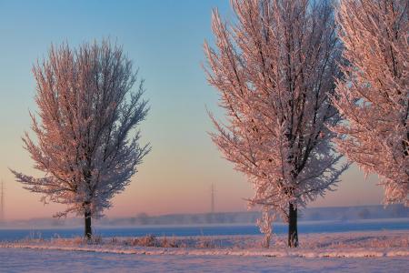 冬天, 早晨的太阳, 树木, 雪, 冷冰, 雾, 心情