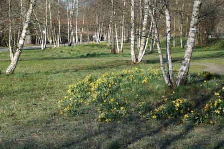 桦木, 公园, 自然, 绿色, 图特林根, 春天