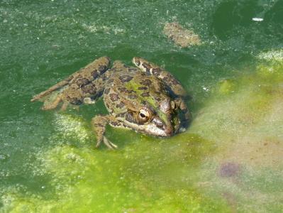 青蛙, 池塘, 藻类, 筏, batrachian