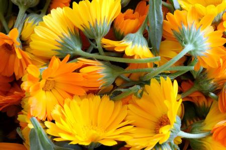 万寿菊, 花, 黄色的花, 橙色, 自然, 药草, 黄色
