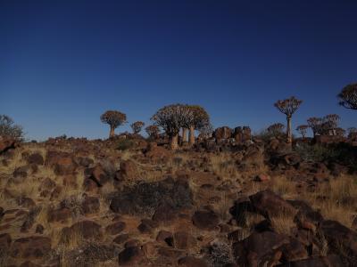 纳米比亚, 颤动树森林, 景观, 自然, 非洲, 非洲, 户外