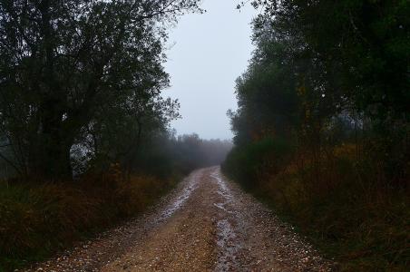 无处可去的路, 乡间小路, 意大利, 托斯卡纳, 树木, 线索, pušestvie