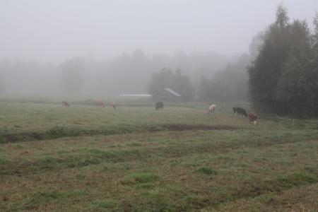 雾, 雾, 早上, 母牛, 自然, 景观, 树