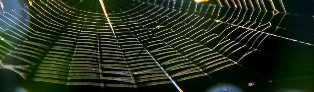 web, 蜘蛛, 陷阱, 丝, 对称, 昆虫, 阳光