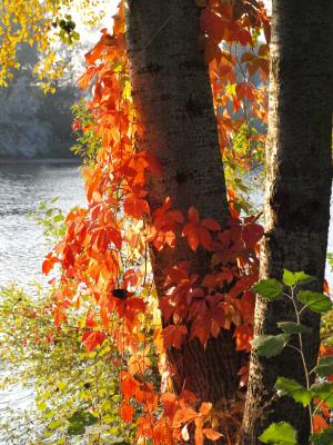 葡萄酒的合作伙伴, 红叶, 秋天, 秋天的落叶, 五颜六色的树叶, 秋天的色彩