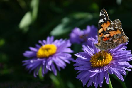 蝴蝶, 花, 自然, 昆虫, 夏季, 大自然的美, 蝴蝶-昆虫