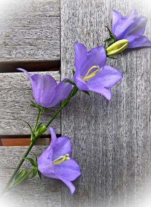 花, 风铃草, 灌木, 花穗, 大花, 紫罗兰色, 黄花粉管